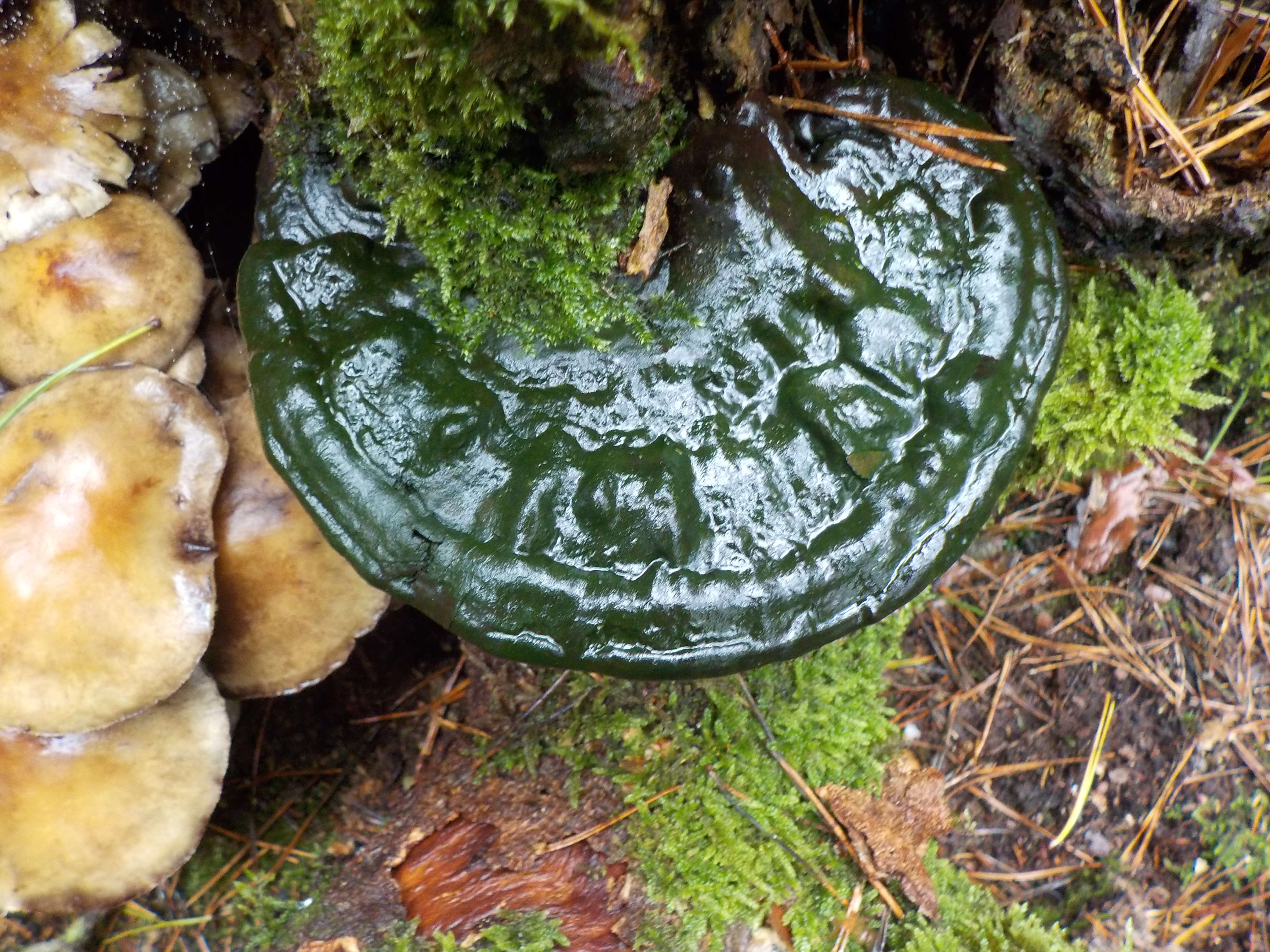 Green bracket mushroom growing on a tree stem